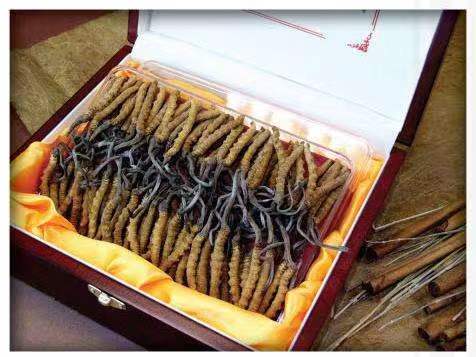 华南热作学院冬虫夏草回收